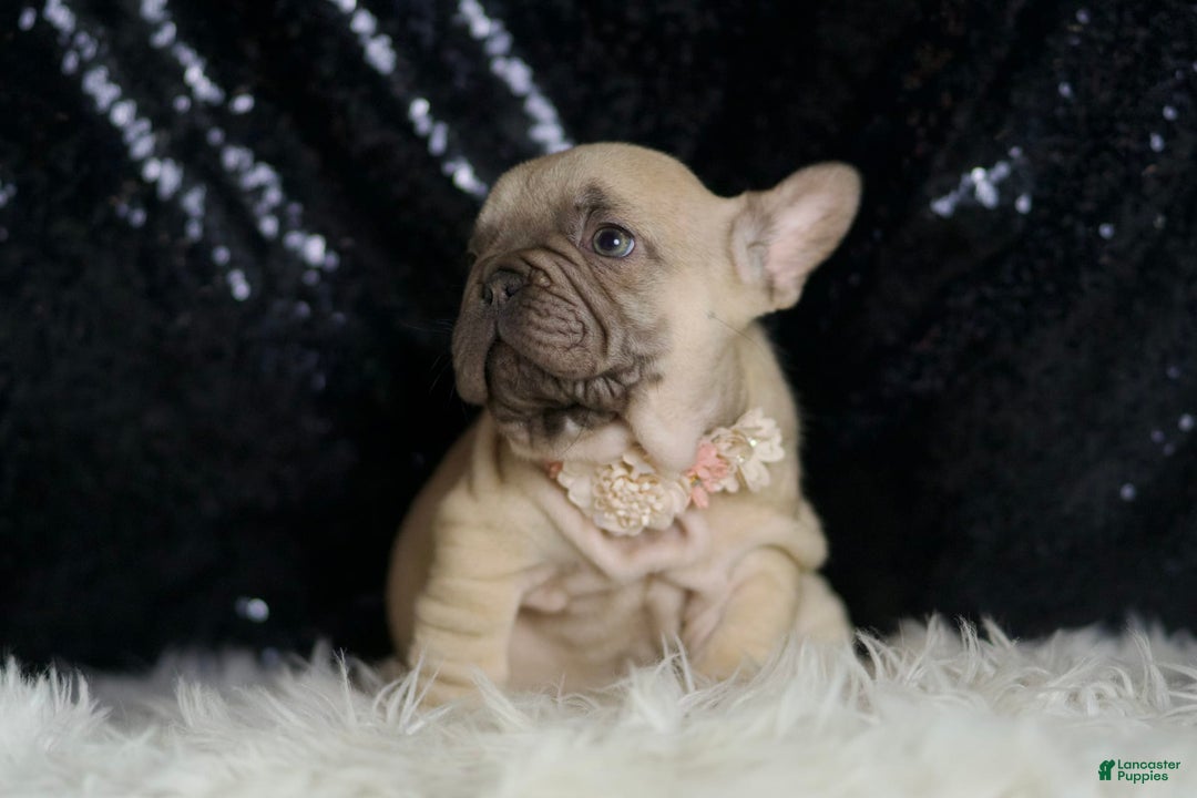 French Bulldog dogs for sale: Hazelnut - Image 3
