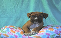 Boxer dogs for sale: Tank Rare Color - Image 4
