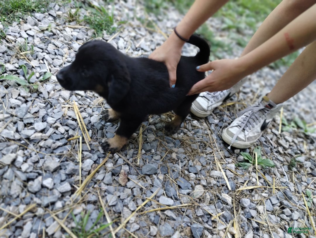 Norwegian Elkhound dogs for sale: Tulip - Image 2