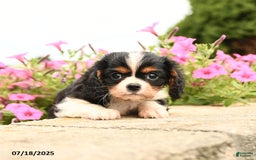 Cavalier King Charles Spaniel dogs for sale: Joey - Image 4
