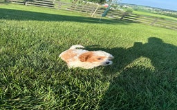 Cavachon dogs for sale: Ollie - Image 8