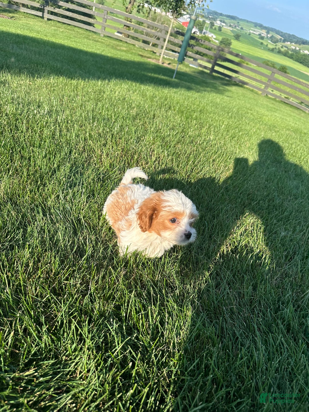 Cavachon dogs for sale: Ollie - Image 8