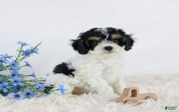 Cavapoo dogs for sale: Beau - Image 2