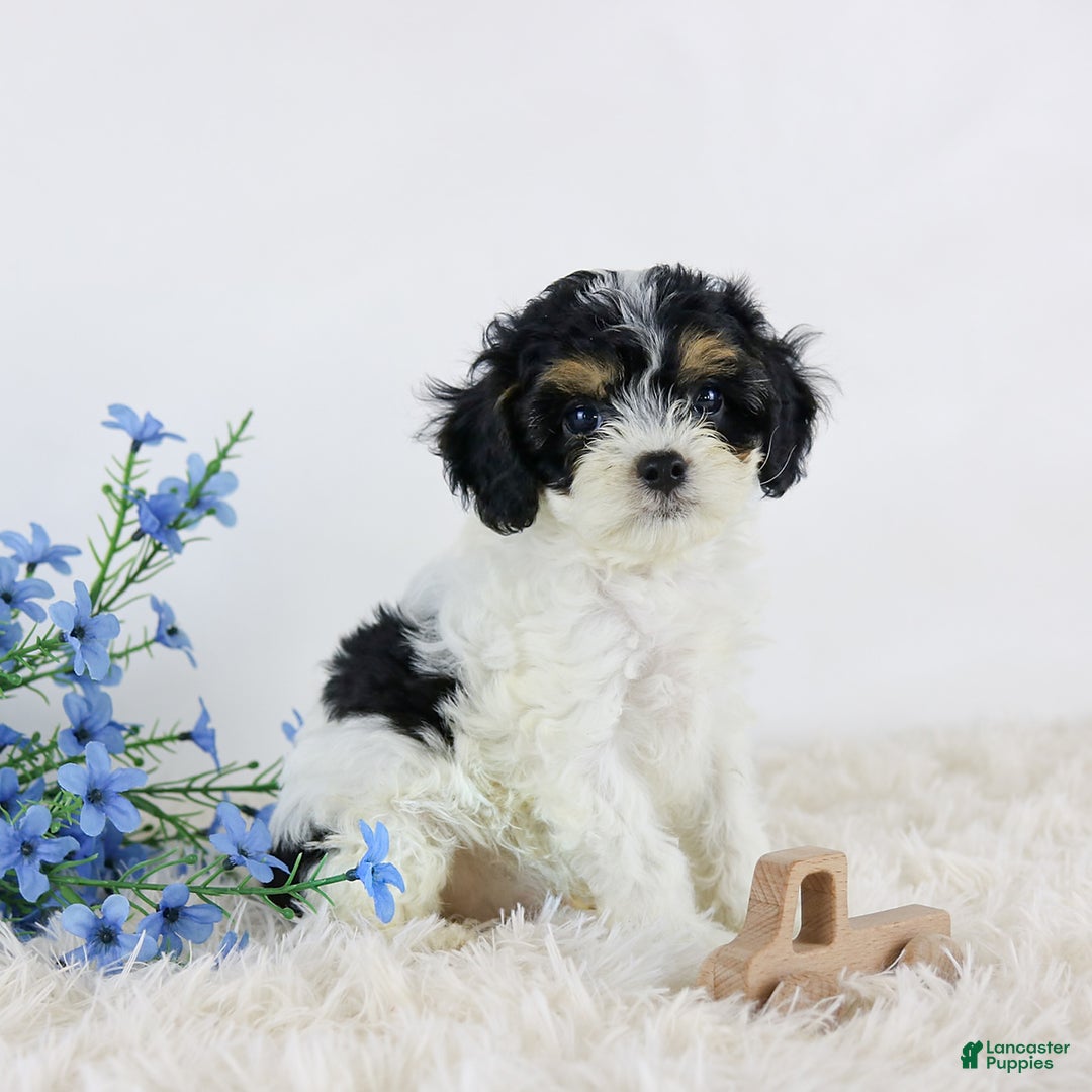 Cavapoo dogs for sale: Beau - Image 2