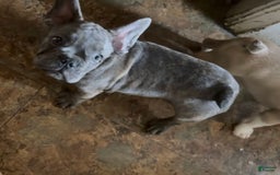 French Bulldog dogs for sale: Six - Image 2
