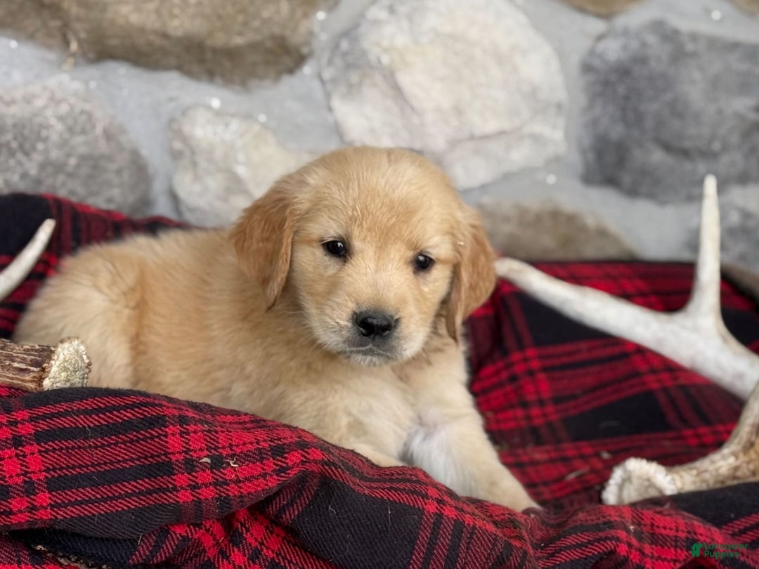 Golden Retriever dogs for sale: Sandy - Image 8