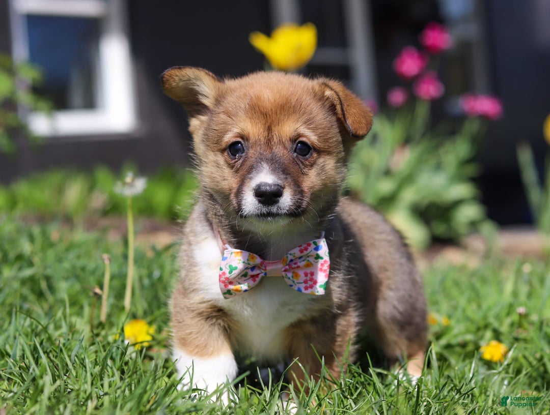 Welsh Corgi Pembroke dogs for sale: Daisy - Image 12