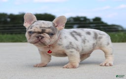 French Bulldog dogs for sale: Leo - Image 3