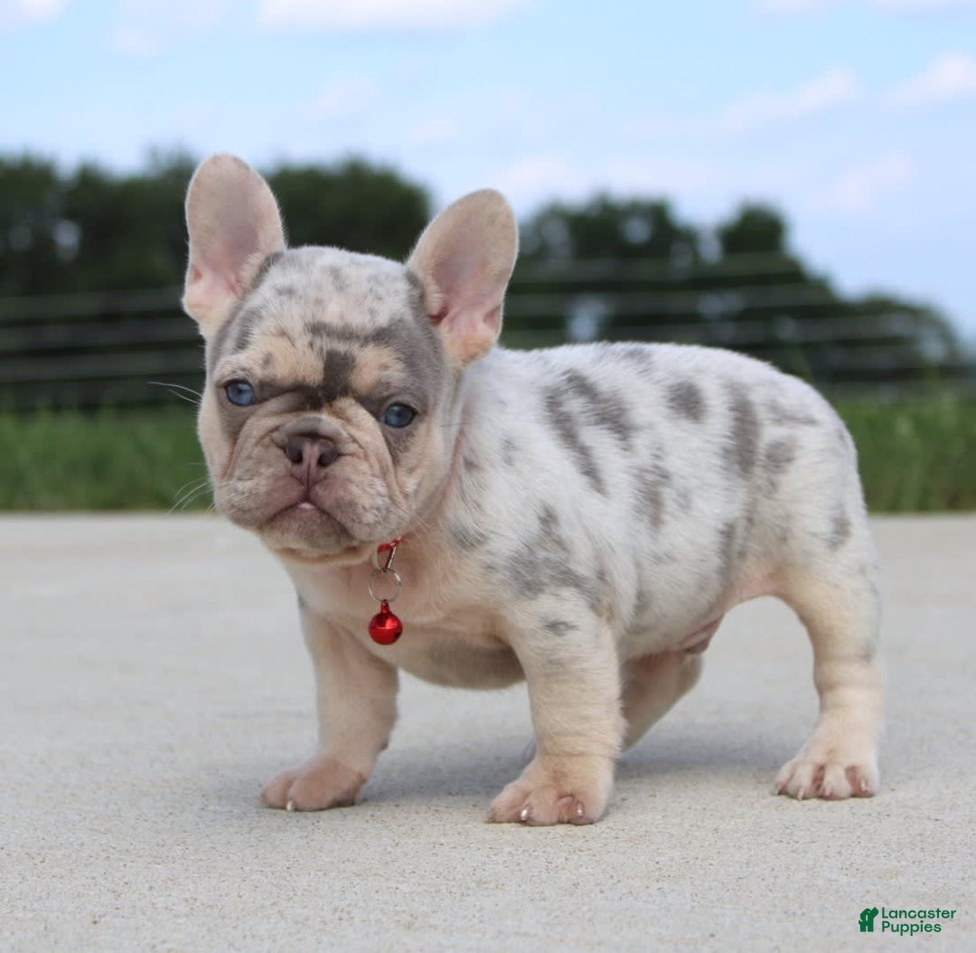 French Bulldog dogs for sale: Leo - Image 3