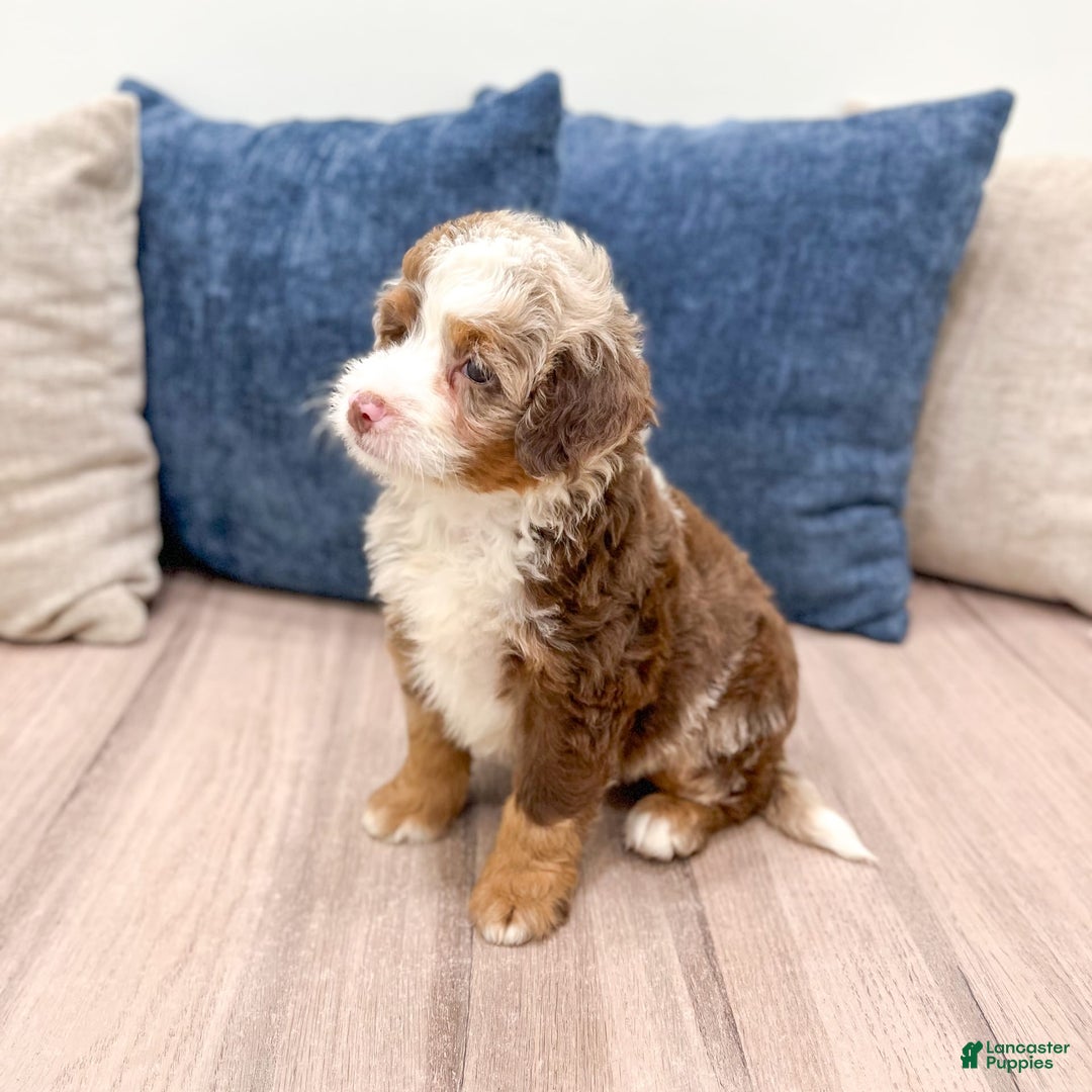 Mini Bernedoodle dogs for sale: Benji - Image 4