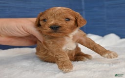 Cavapoo dogs for sale: Cavapoo 6 puppies - Image 36