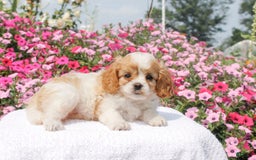 Cavapoo dogs for sale: Willow - Image 1