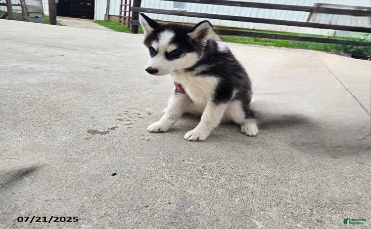 Pomsky dogs for sale - Ad 1