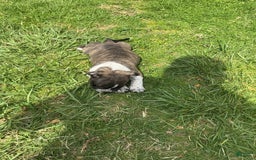 American Bully dogs for sale: Nala-brindle - Image 2