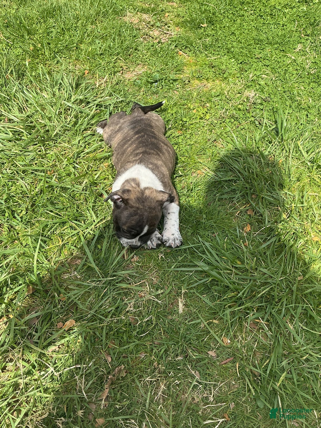 American Bully dogs for sale: Nala-brindle - Image 2
