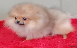Pomeranian dogs for sale: Tiny poppy - Image 2