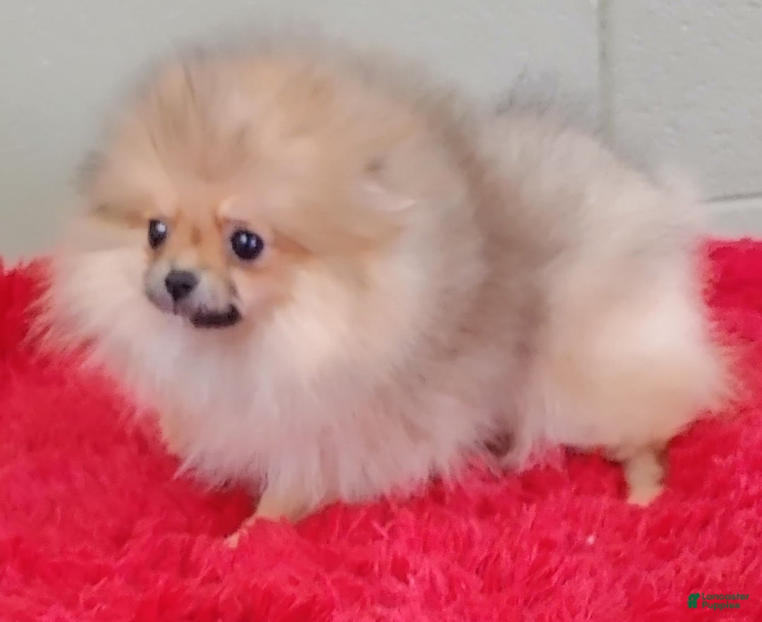 Pomeranian dogs for sale: Tiny poppy - Image 2