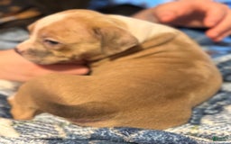 American Bully dogs for sale: Blossom - Image 10