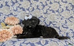 Morkie dogs for sale: Zoie Hypoallergenic - Image 8