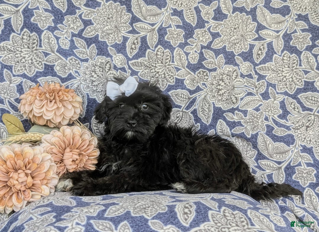 Morkie dogs for sale: Zoie Hypoallergenic - Image 8