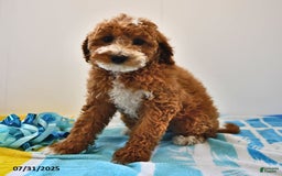 Mini Goldendoodle dogs for sale: Emma - Image 10