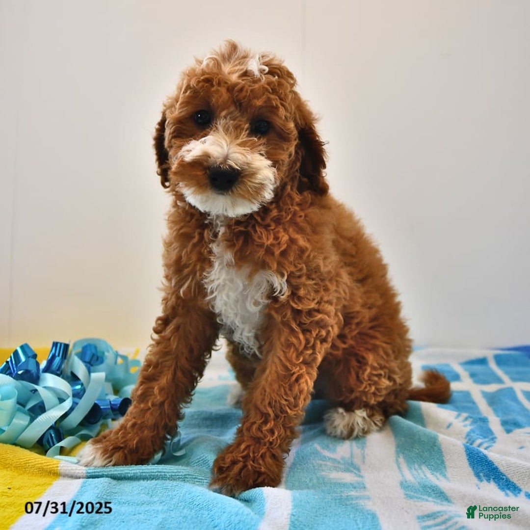 Mini Goldendoodle dogs for sale: Emma - Image 10