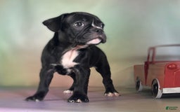 Frenchton dogs for sale: Colby Dna Clear - Image 4
