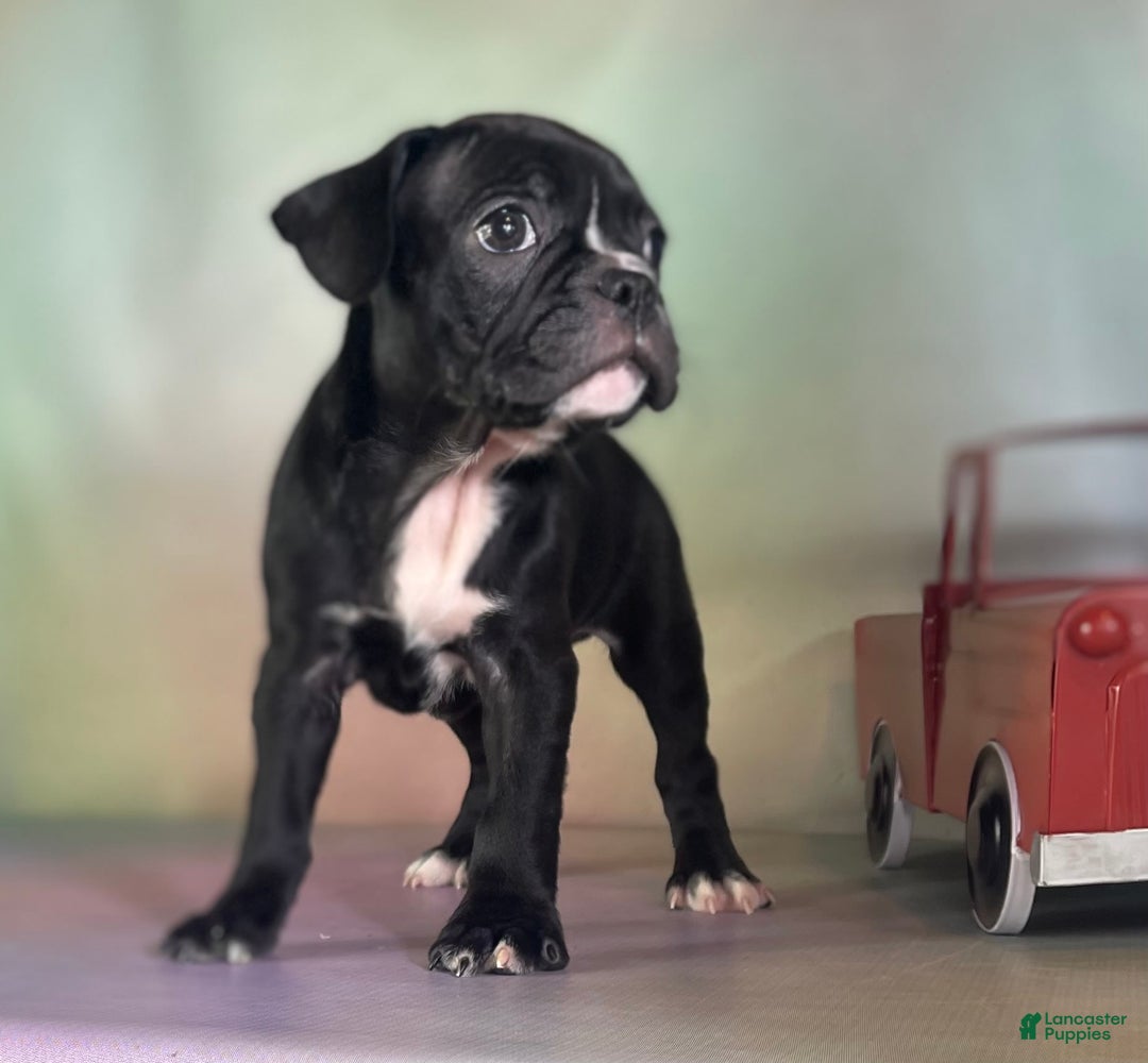 Frenchton dogs for sale: Colby Dna Clear - Image 4