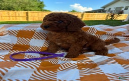 Mini Goldendoodle dogs for sale: Cooper - Image 9