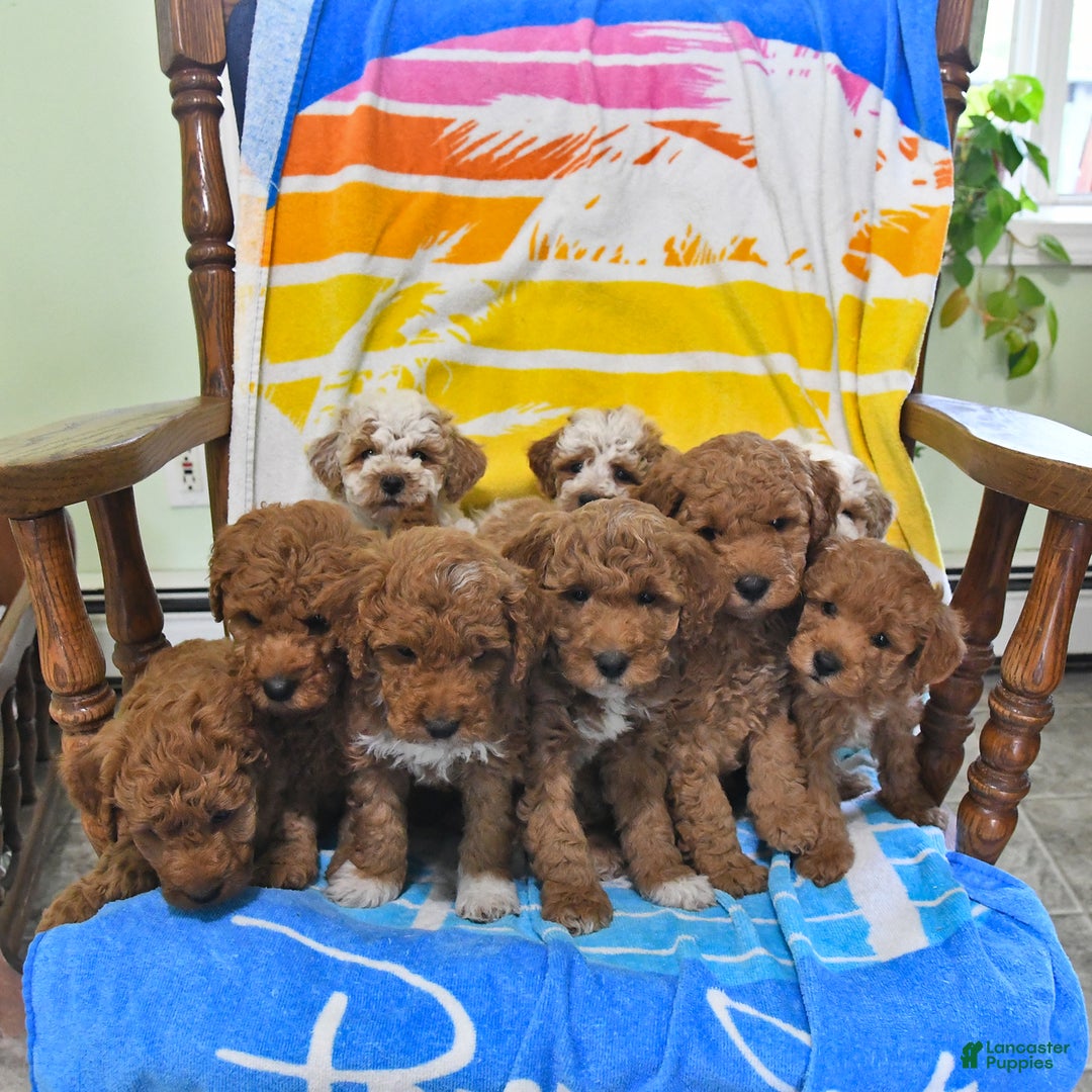 Mini Goldendoodle dogs for sale: Buster - Image 3