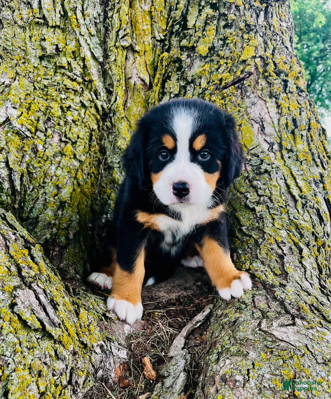 Bernese Mountain Dog dogs for sale: Lucy - Image 4