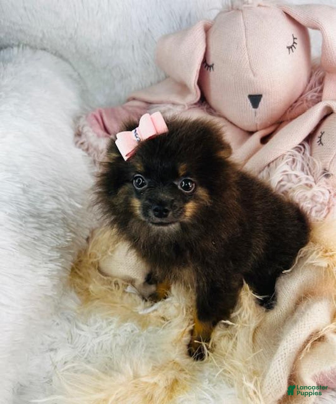 Pomeranian dogs for sale: Precious - Image 2
