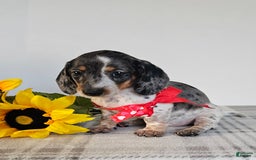 Dachshund dogs for sale: Miss Bailey - Image 9
