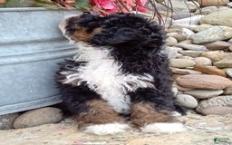 Mini Bernedoodle dogs for sale: Rambo - Image 32