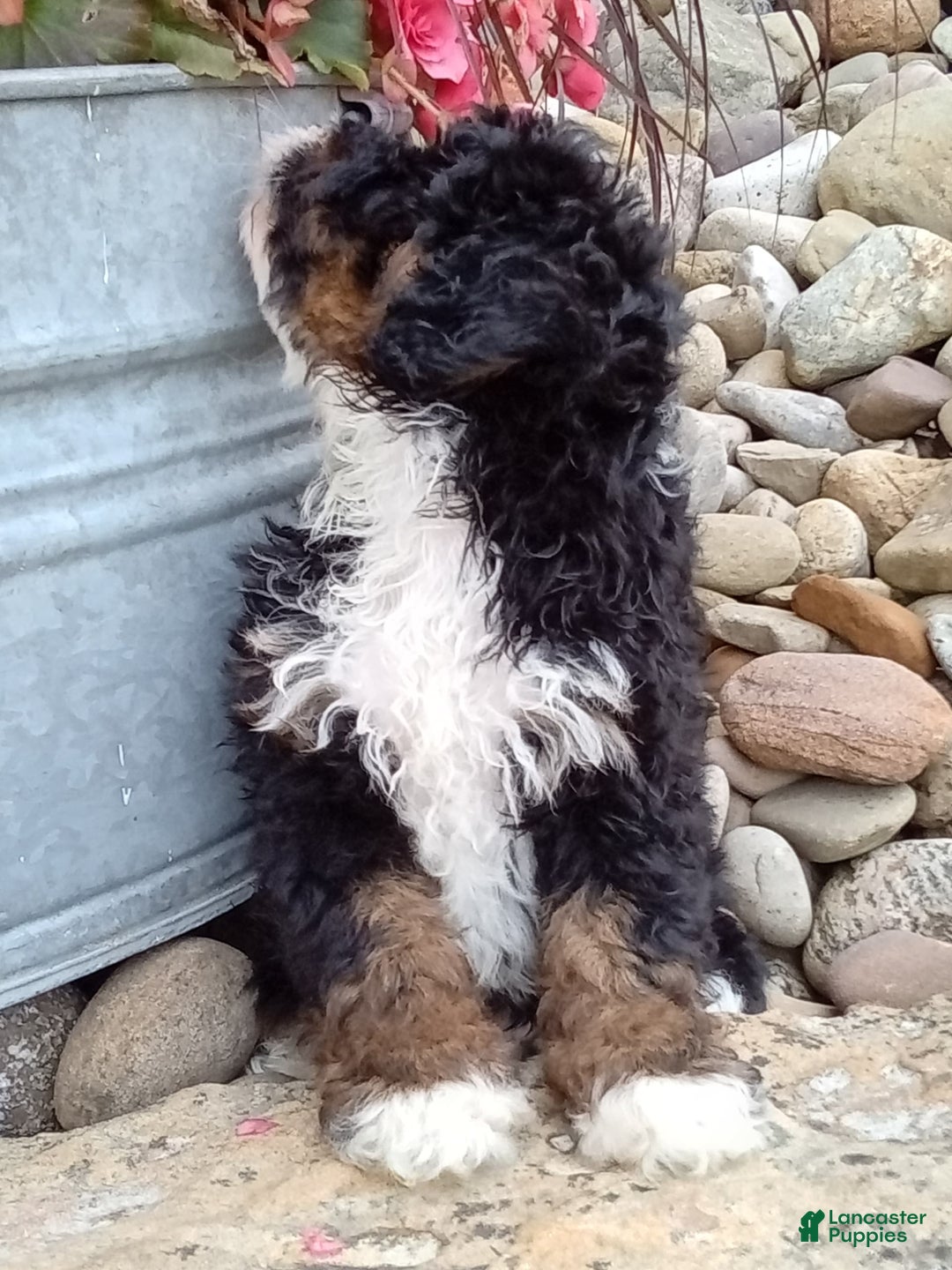 Mini Bernedoodle dogs for sale: Rambo - Image 32