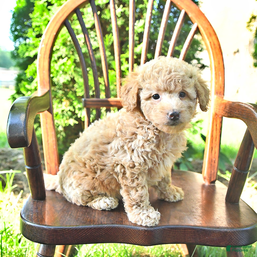 Mini Goldendoodle dogs for sale: Mia - Image 5