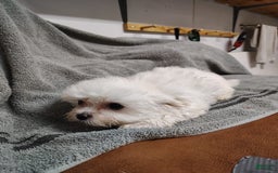 Morkie dogs for sale: Lilly - Image 5
