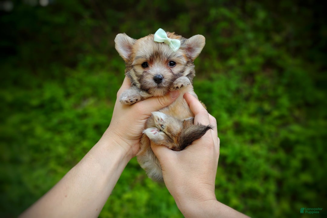 Morkie dogs for sale: Rare Babydoll Spark - Image 12