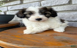 Teddy Bear dogs for sale: Elliott - Image 15
