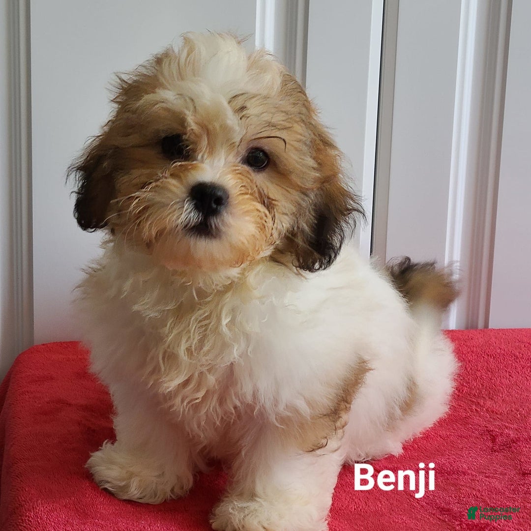 Teddy Bear dogs for sale: Benji - Image 3