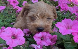 Schnoodle dogs for sale: Isaiah - Image 3