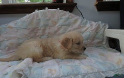 Golden Retriever dogs for sale: Erin - Image 16