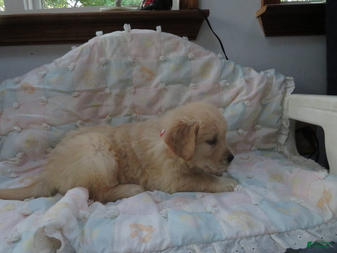Golden Retriever dogs for sale: Erin - Image 16