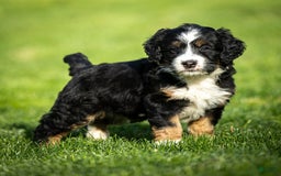 Mini Bernedoodle dogs for sale: Rue - Image 10