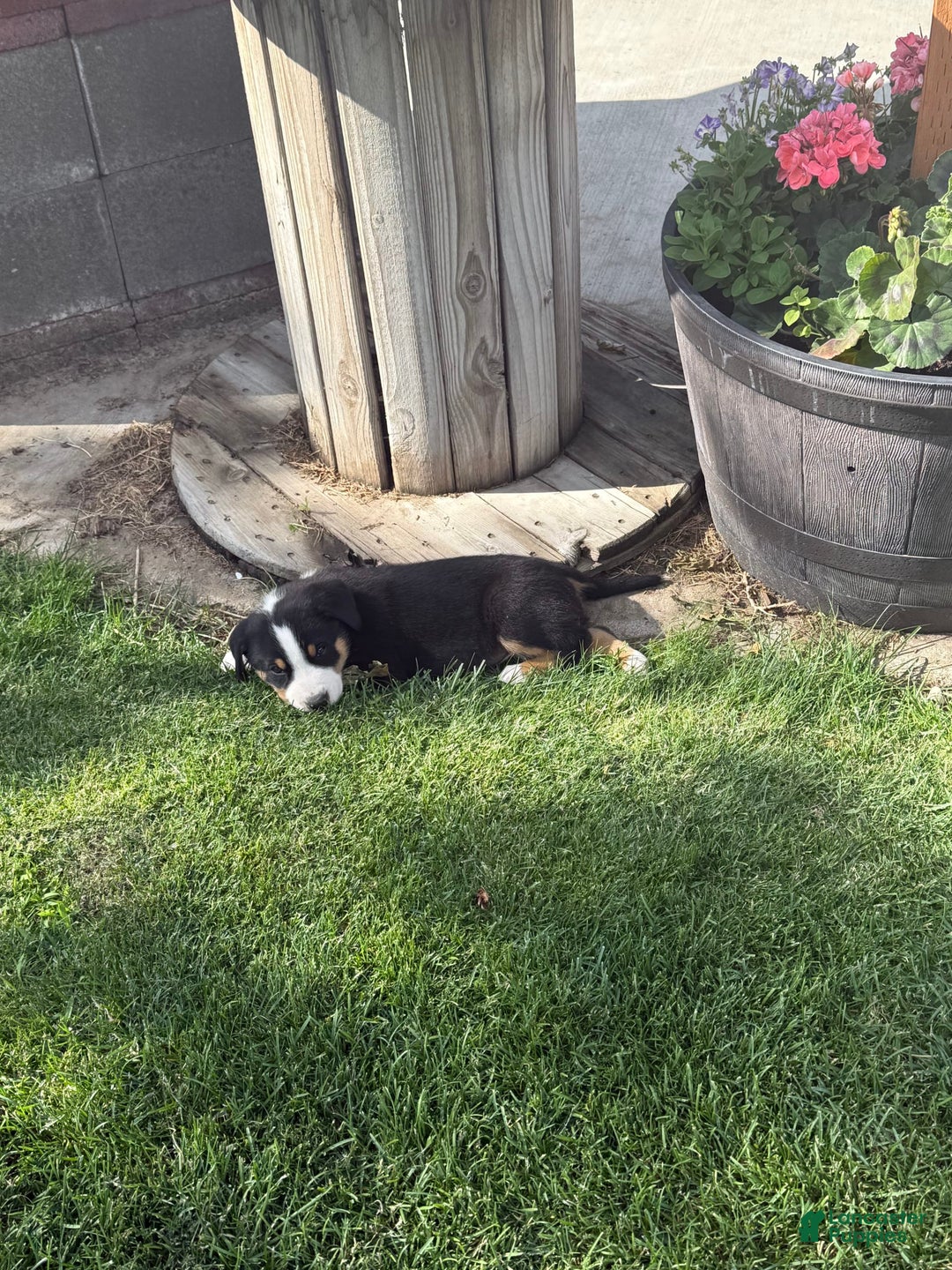 Greater Swiss Mountain Dog dogs for sale: Rivers - Image 1
