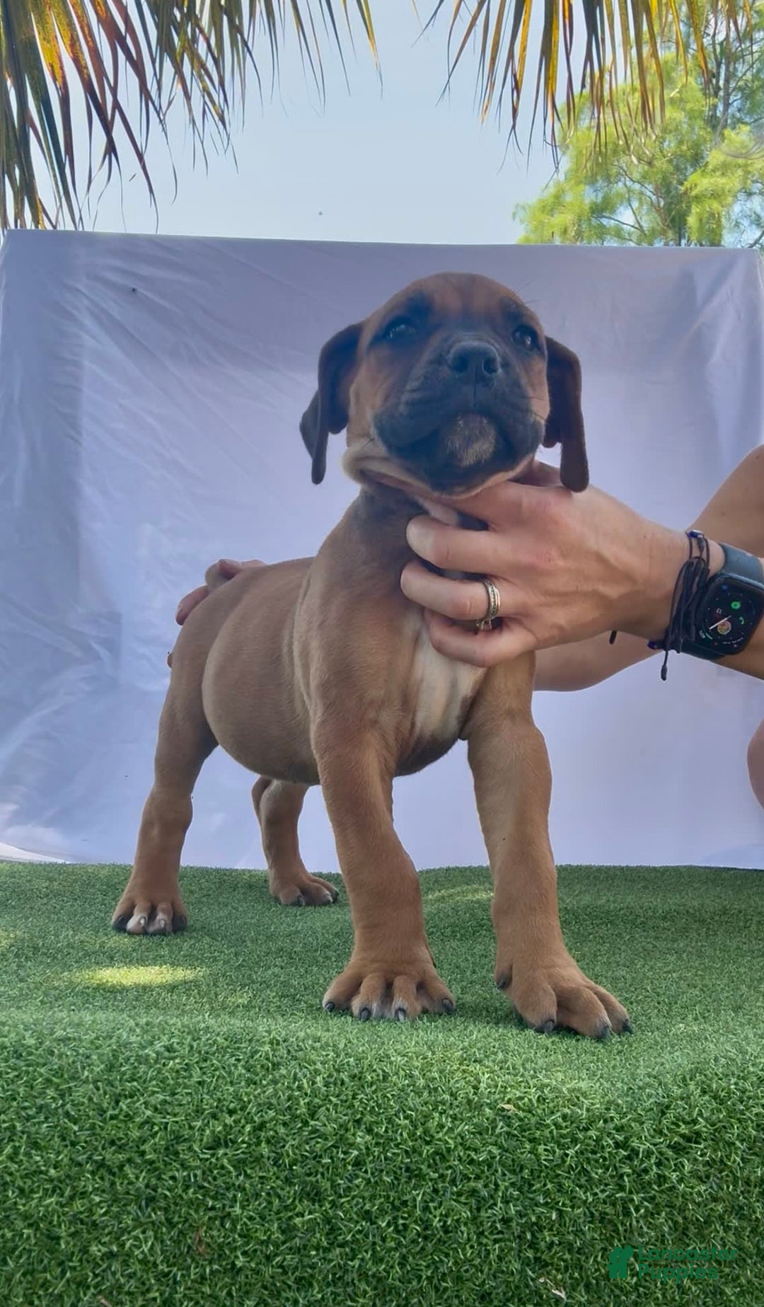 South African Boerboels dogs for sale: Half Pint - Image 4