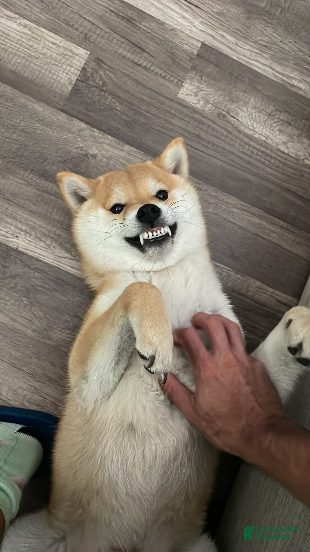 Shiba Inu dogs for sale: Zoro - Image 6