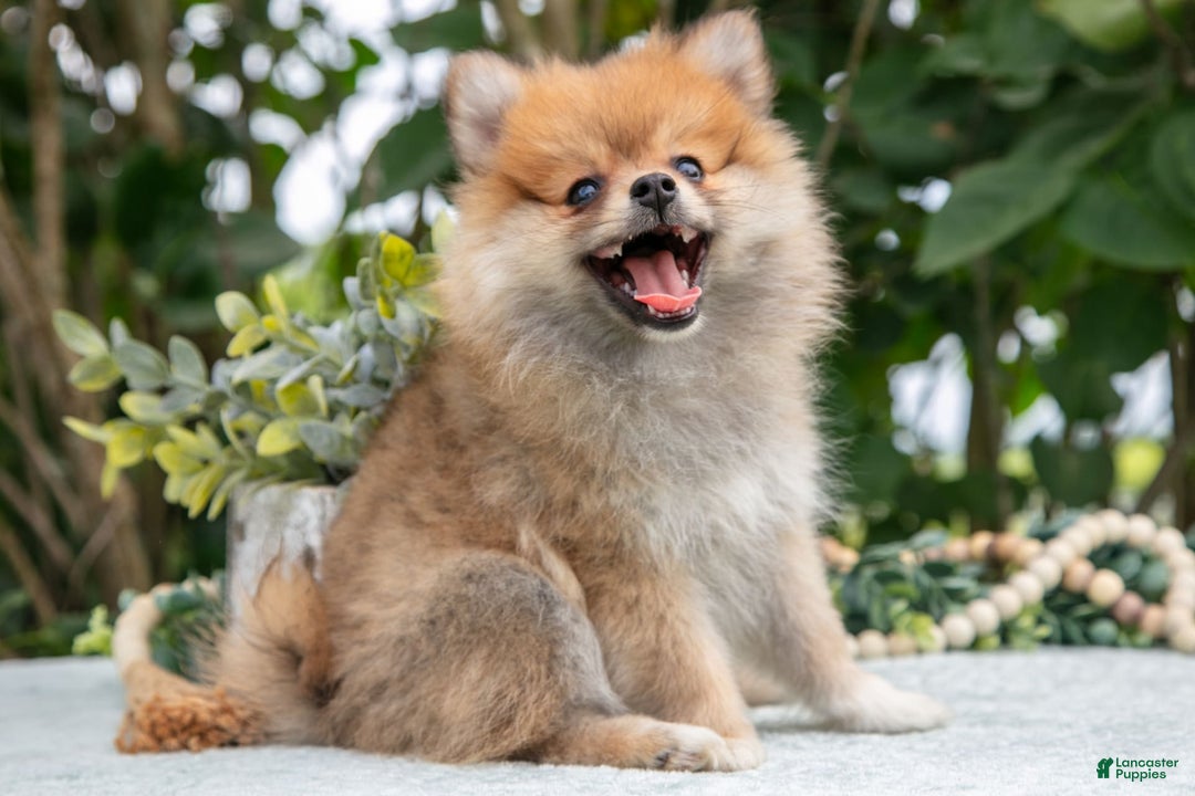 Pomeranian dogs for sale: Rosie - Image 3