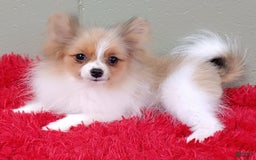 Pomeranian dogs for sale: Clark - Image 14