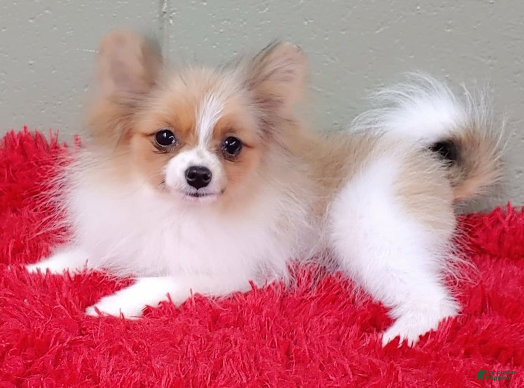 Pomeranian dogs for sale: Clark - Image 14
